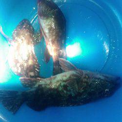 うなぎの稚魚の巻